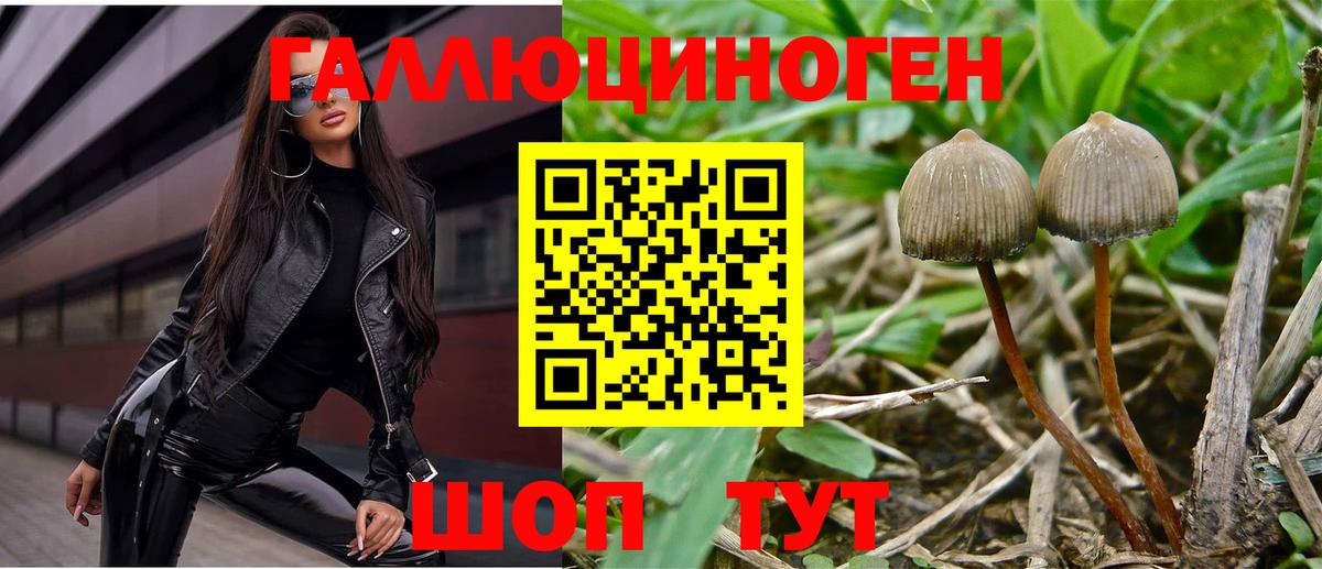 Псилоцибиновые грибы Cubensis Тимашёвск